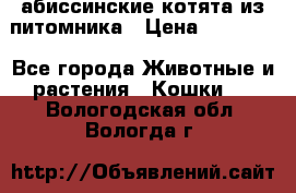 абиссинские котята из питомника › Цена ­ 15 000 - Все города Животные и растения » Кошки   . Вологодская обл.,Вологда г.